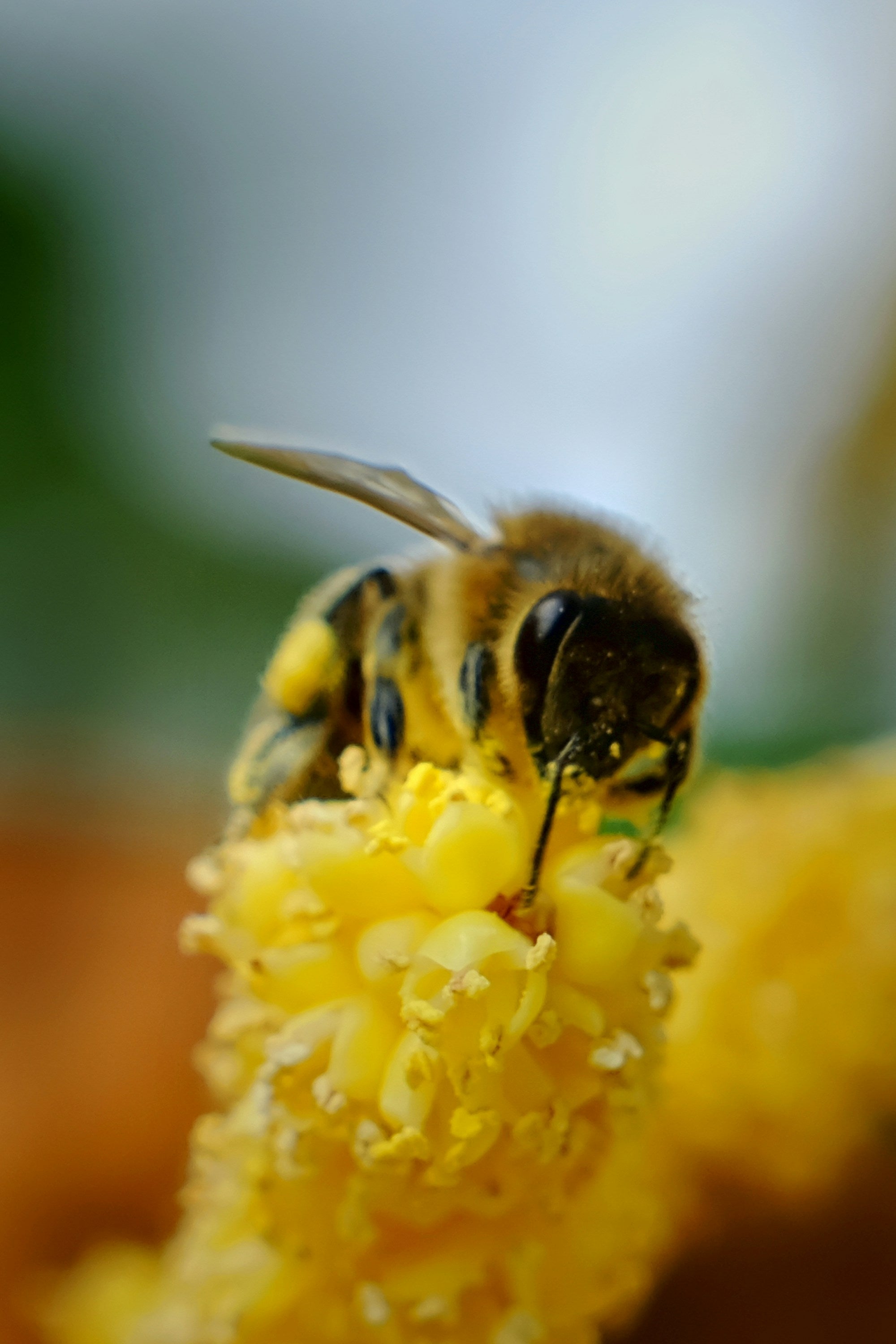 Honey Bee - Bar Soap