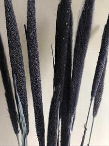 Purple Majesty Millet