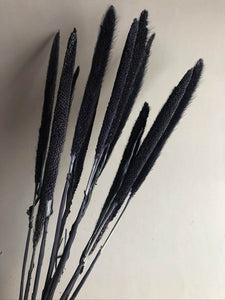 Purple Majesty Millet