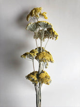 Load image into Gallery viewer, Yarrow
