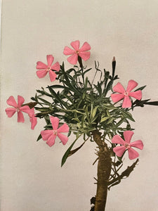 Copy of Pressing Wildflowers - Virtual  Class | thequietbotanist