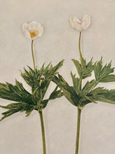 Load image into Gallery viewer, Tea &amp; Flowers at Home - Virtual Class | thequietbotanist
