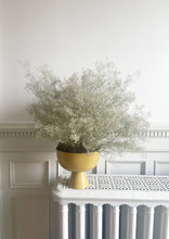 Load image into Gallery viewer, Gypsophila - Baby&#39;s Breath. | thequietbotanist
