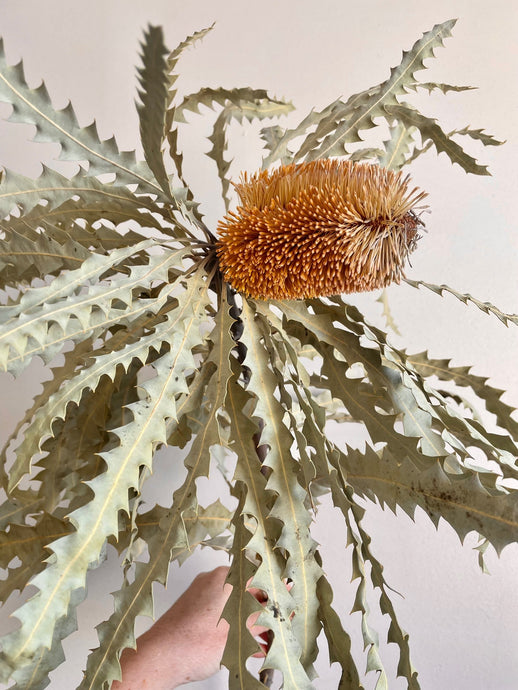 Large Bottle Brush Banksia | thequietbotanist