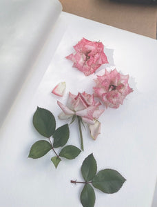 Copy of Pressing Wildflowers - Virtual  Class | thequietbotanist