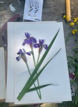Load image into Gallery viewer, Copy of Pressing Wildflowers - Virtual  Class | thequietbotanist
