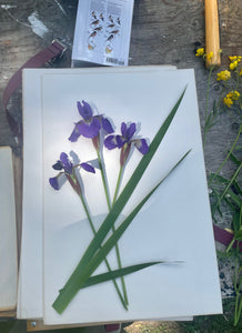 Copy of Pressing Wildflowers - Virtual  Class | thequietbotanist