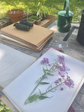 Load image into Gallery viewer, Copy of Pressing Wildflowers - Virtual  Class | thequietbotanist
