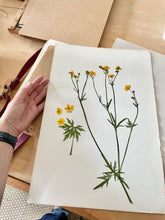 Load image into Gallery viewer, Pressing Wildflowers - Class | thequietbotanist
