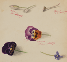 Load image into Gallery viewer, Tea &amp; Flowers | thequietbotanist
