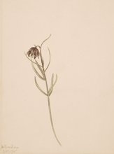 Load image into Gallery viewer, The Petite Botanist Workshop - Ages 4+ | thequietbotanist
