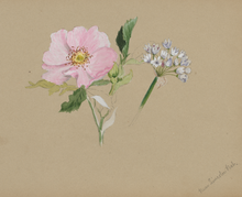 Load image into Gallery viewer, Flowers at Home | thequietbotanist
