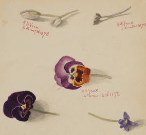 Tea & Flowers at Home - Virtual Class | thequietbotanist
